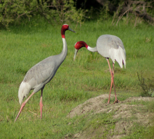 Best Places to visit in Bharatpur
