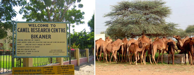 National Research Centre on Camel 