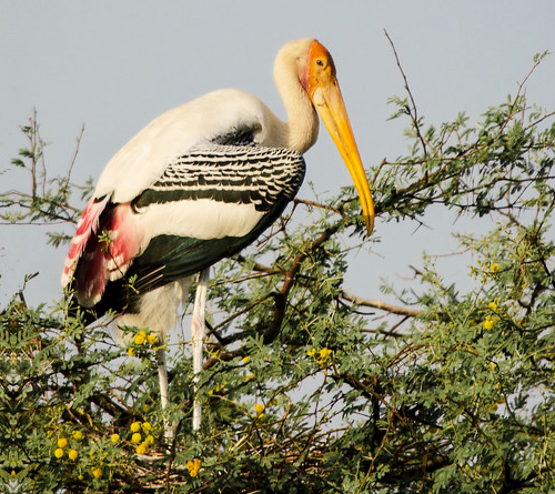 Golden Triangle with Bharatpur & Ranthambore
