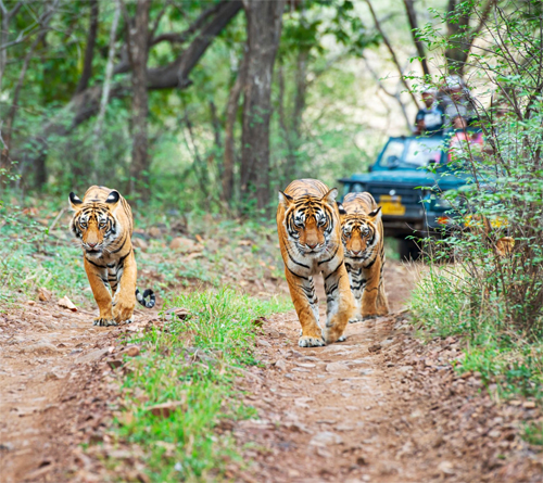 Golden Triangle with Ranthambore