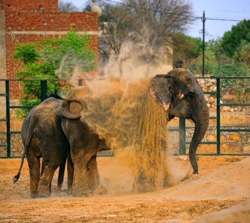 Jaipur Elephant Village Tour