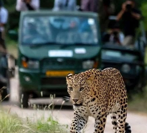  Jhalana Safari Park Jaipur: Safari Timing, Ticket, Best Time to Visit